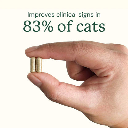 FMT Gut Restore: Ultimate Gut Restoration Supplement for Cats