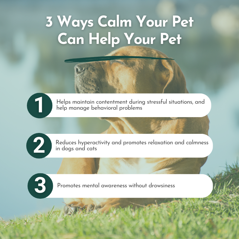 Calm Your Pet- Anxiety and Stress Relief for Cats and Dogs