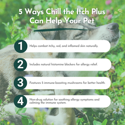 Chill The Itch Plus - The Ultimate Itchy Skin Relief for Dogs & Cats