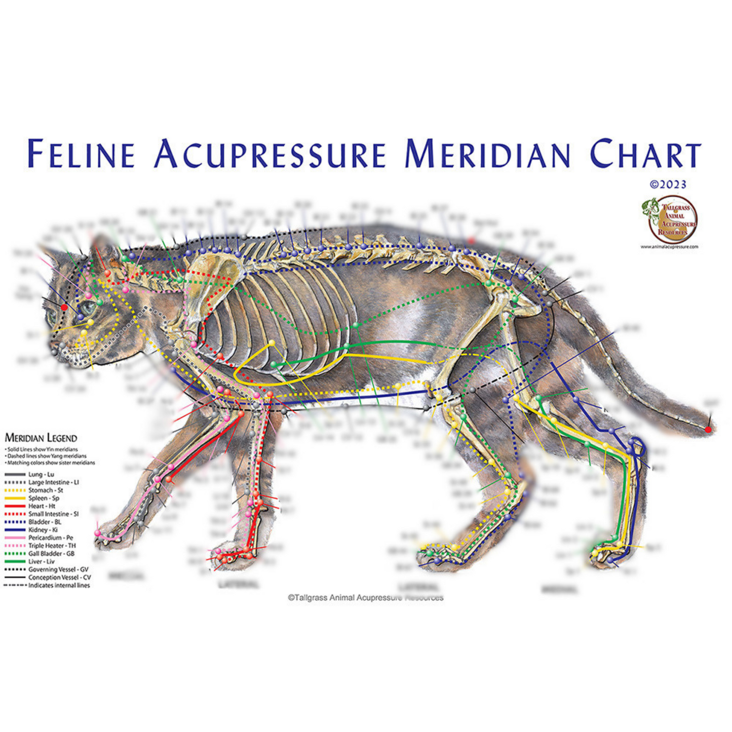 Feline Meridian Accupoint Chart