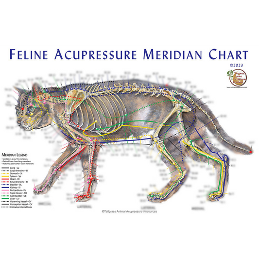 Feline Meridian Accupoint Chart