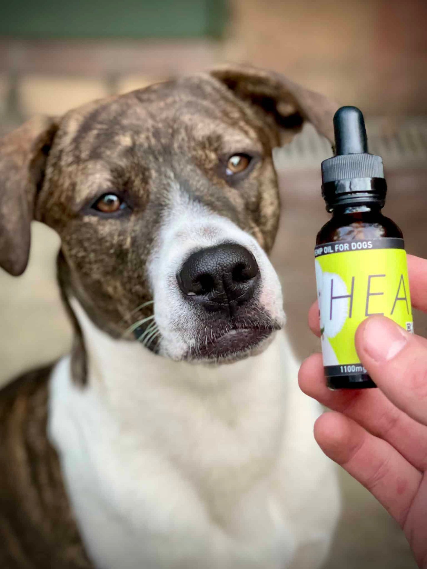 HEAL: Hemp Oil for Dogs - (Seizures, Auto-Immune, Cushing's, Cancer & Tumors)