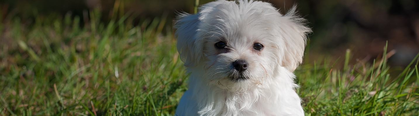 Become a Certified Holistic Pet Health Coach | Dr. Ruth Roberts Vet Courses