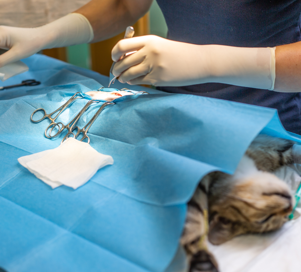 Spay and Neuter Quiz Recognize Warning Signs After Surgery