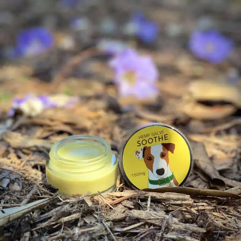 A jar of Hemp Salve SOOTHE for dogs placed on a ground covered with dried leaves and purple flowers. The jar is open, showing the yellow salve inside. The lid, which is placed next to the jar, features an illustration of a dog with a brown and white face, wearing a green collar and a tag, and the text 'HEMP SALVE SOOTHE 150 mg