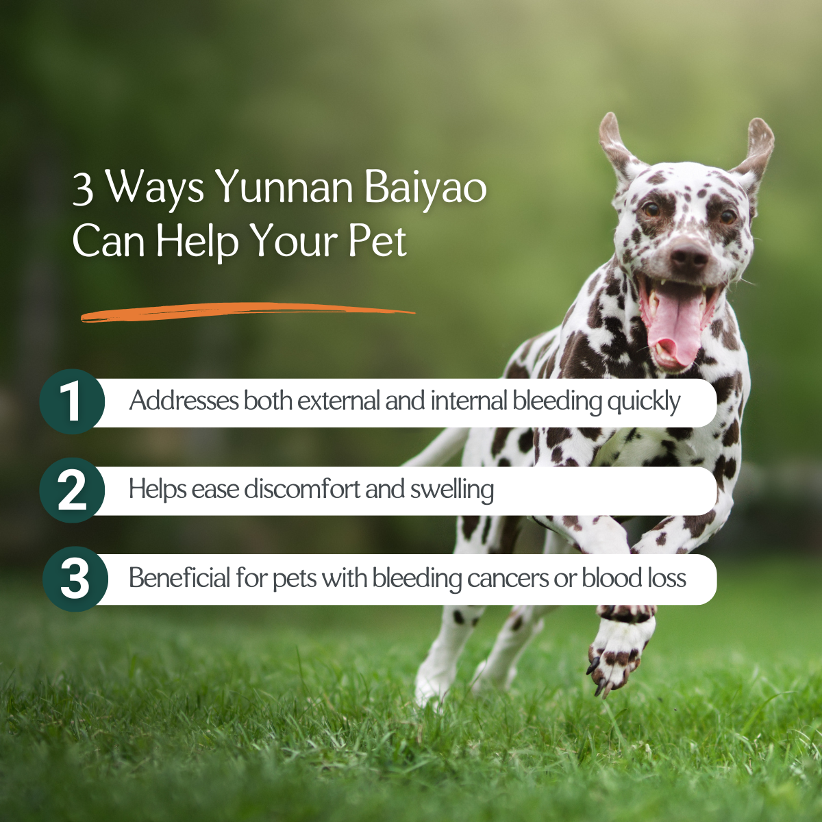 Yunnan Baiyao herbal capsules in a protective blister pack, suitable for humans and pets
