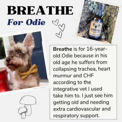 Breathe - Heart and Respiratory Supplements for Dogs