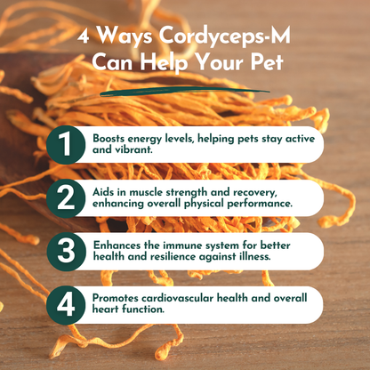 Organic Cordyceps Mushroom Powder for Pets (60 g) – Energy & Respiratory Support