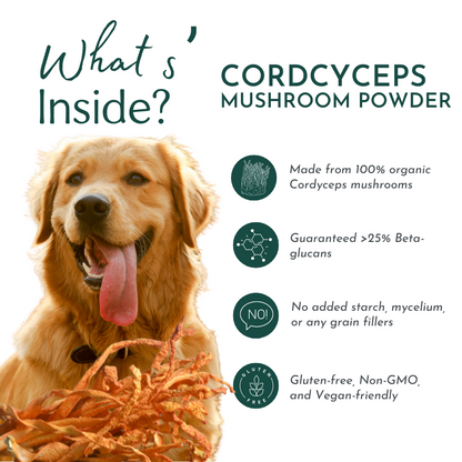 Organic Cordyceps Mushroom Powder for Pets (60 g) – Energy & Respiratory Support