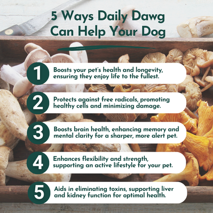 Daily Dawg Immune Powder for Dogs - Organic Mushroom Blend for Health & Longevity