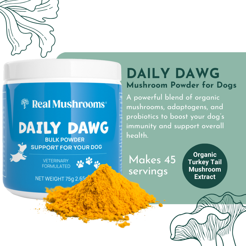 Daily Dawg Immune Powder for Dogs - Organic Mushroom Blend for Health & Longevity