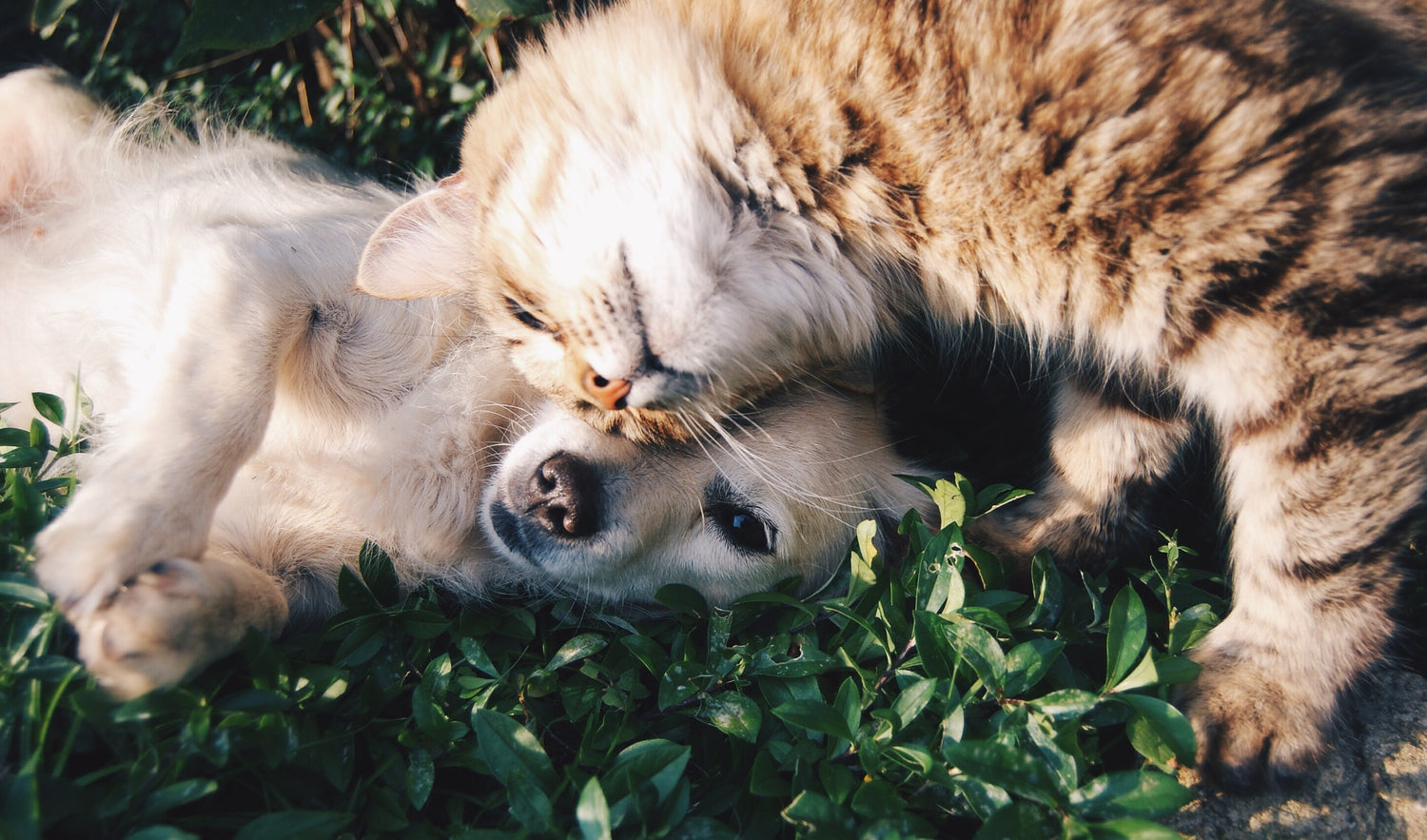 Puppy & Kitten Support | Dr. Ruth Roberts