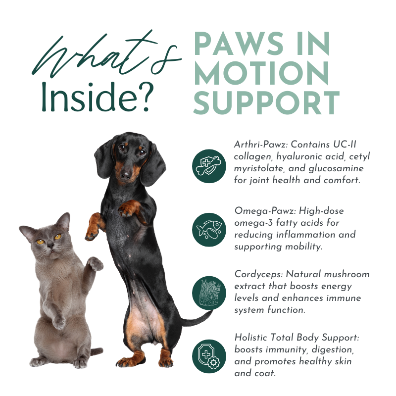 Paws in Motion Support: Joint & Whole-Body Wellness for Pets