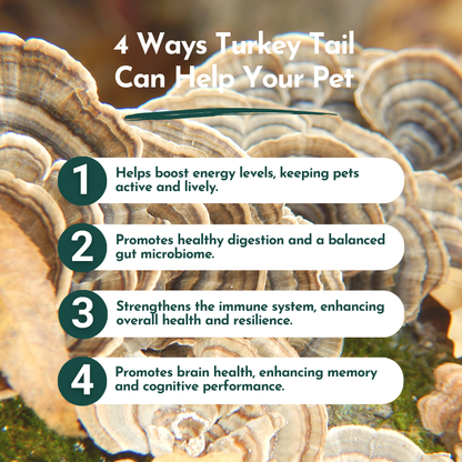 Organic Turkey Tail Mushroom Powder for Pets (45 g)