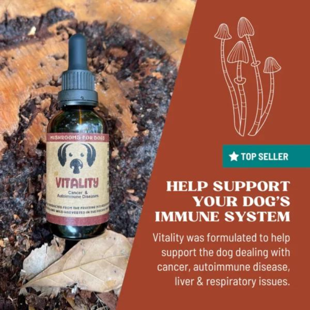 Vitality Mushroom Drops Benefits