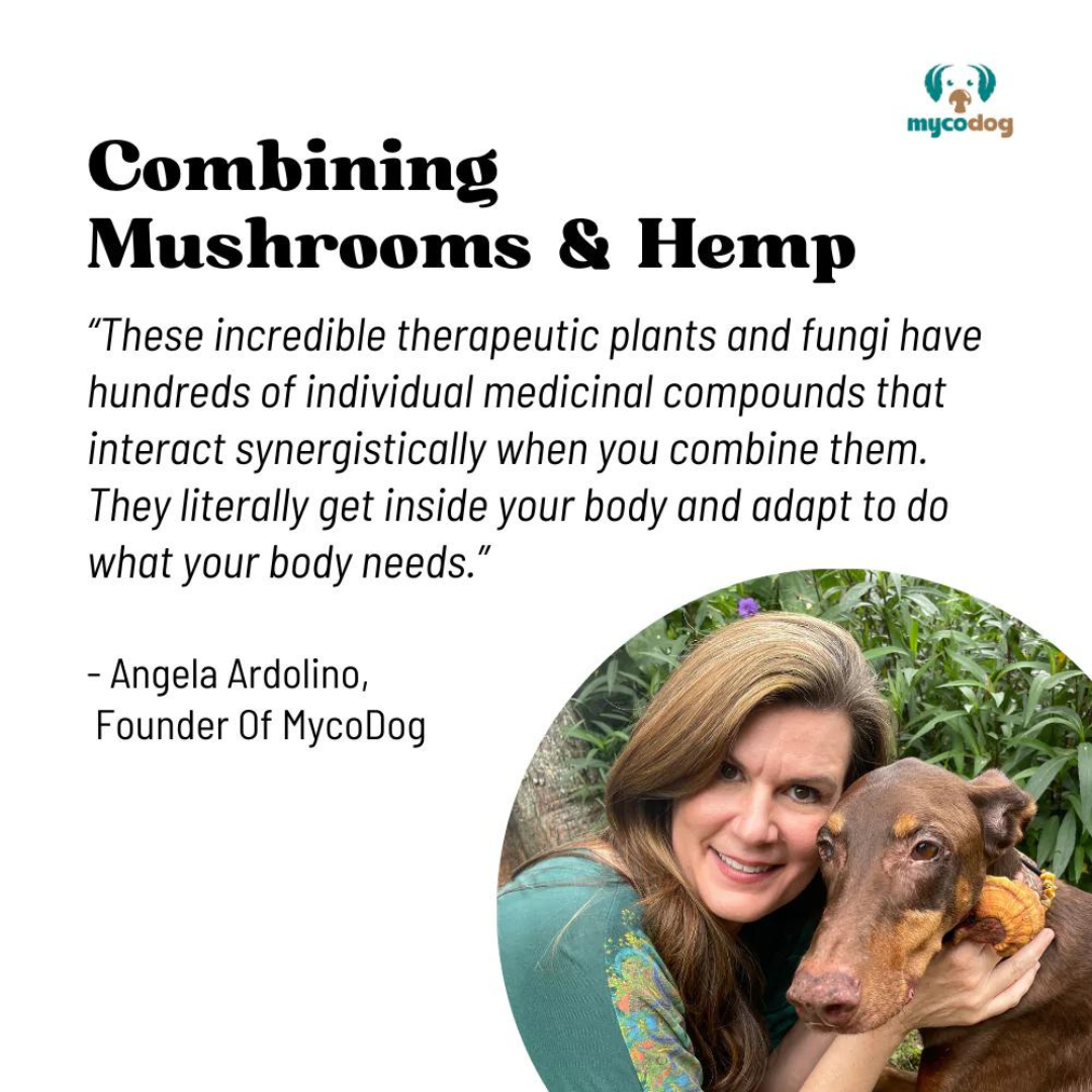 Vitality - Mushrooms For Dogs | Cancer & Autoimmune Supplement | Angela Ardolino Founder of MycoDog