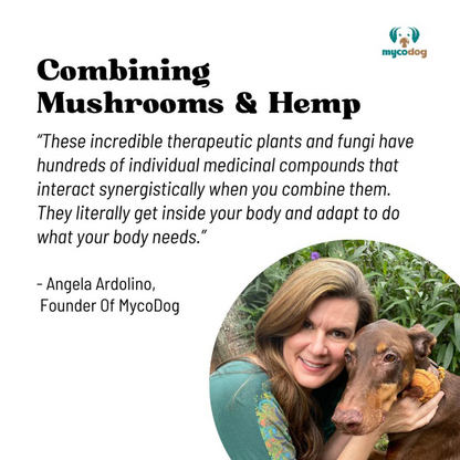 Vitality - Mushrooms For Dogs | Cancer & Autoimmune Supplement | Angela Ardolino Founder of MycoDog