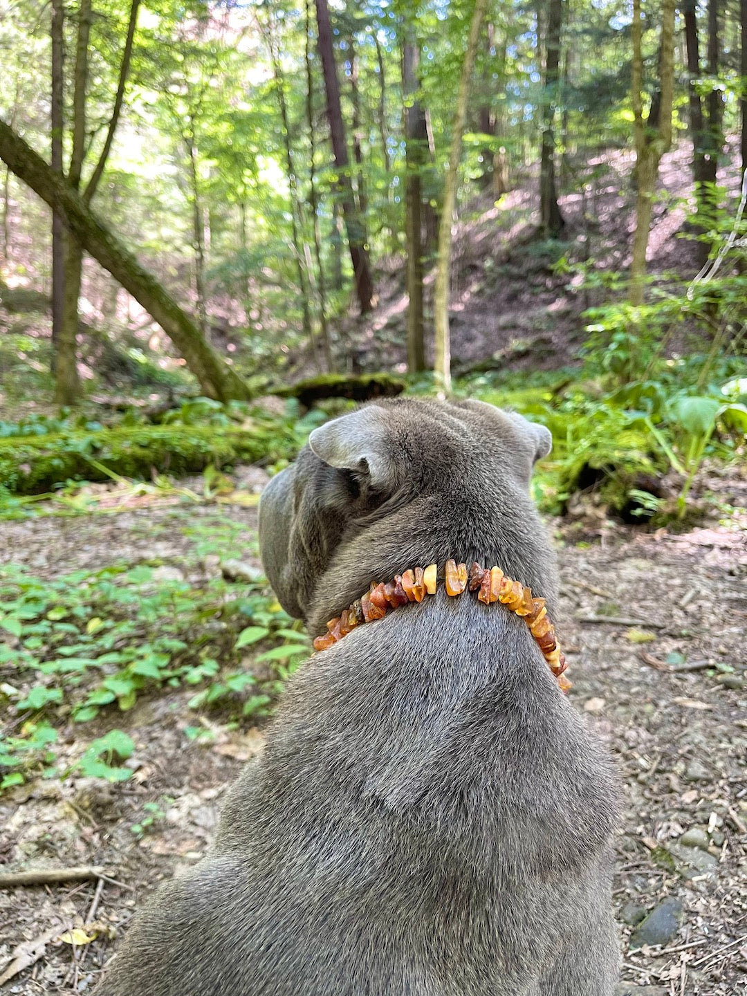 Amber clearance flea collar