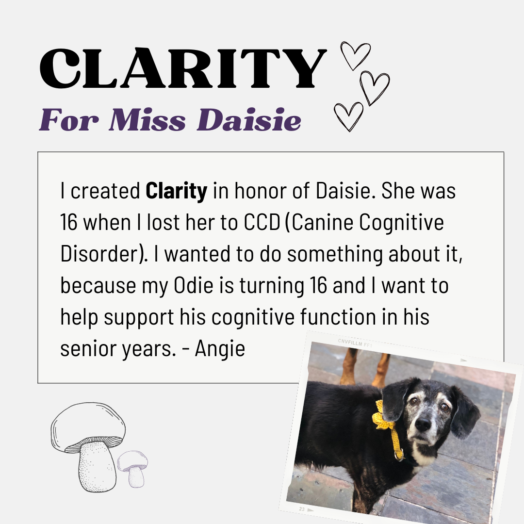 Clarity Brain Supplement For Dogs  - For Miss Diasy
