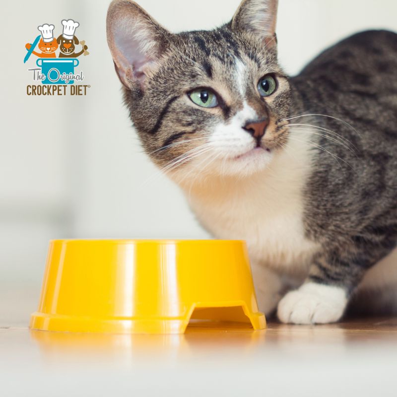 The Complete CrockPET Diet Starter Kit for Cats - Cat eating home-cooked food