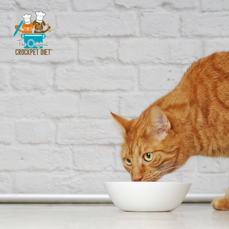The Complete CrockPET Diet Starter Kit for Cats - Cat eating home-cooked food